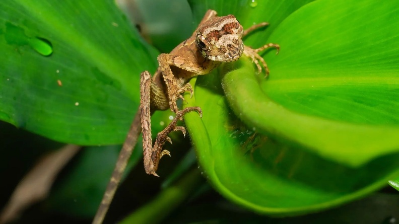 Sri Lankan kangaroo lizard (Otocryptis wiegmanni), Eheliyagoda, Sri Lanka